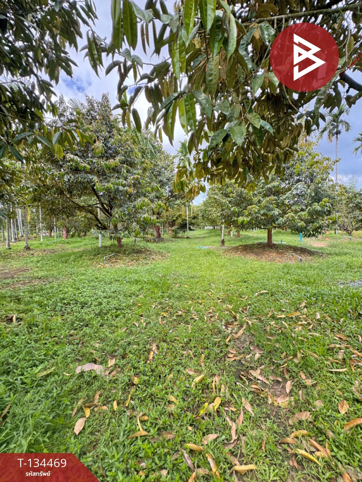 ขายที่ดิน เนื้อที่ 2 ไร่ 2 งาน 71 ตร.วา เขาคิชฌกูฏ จันทบุรี