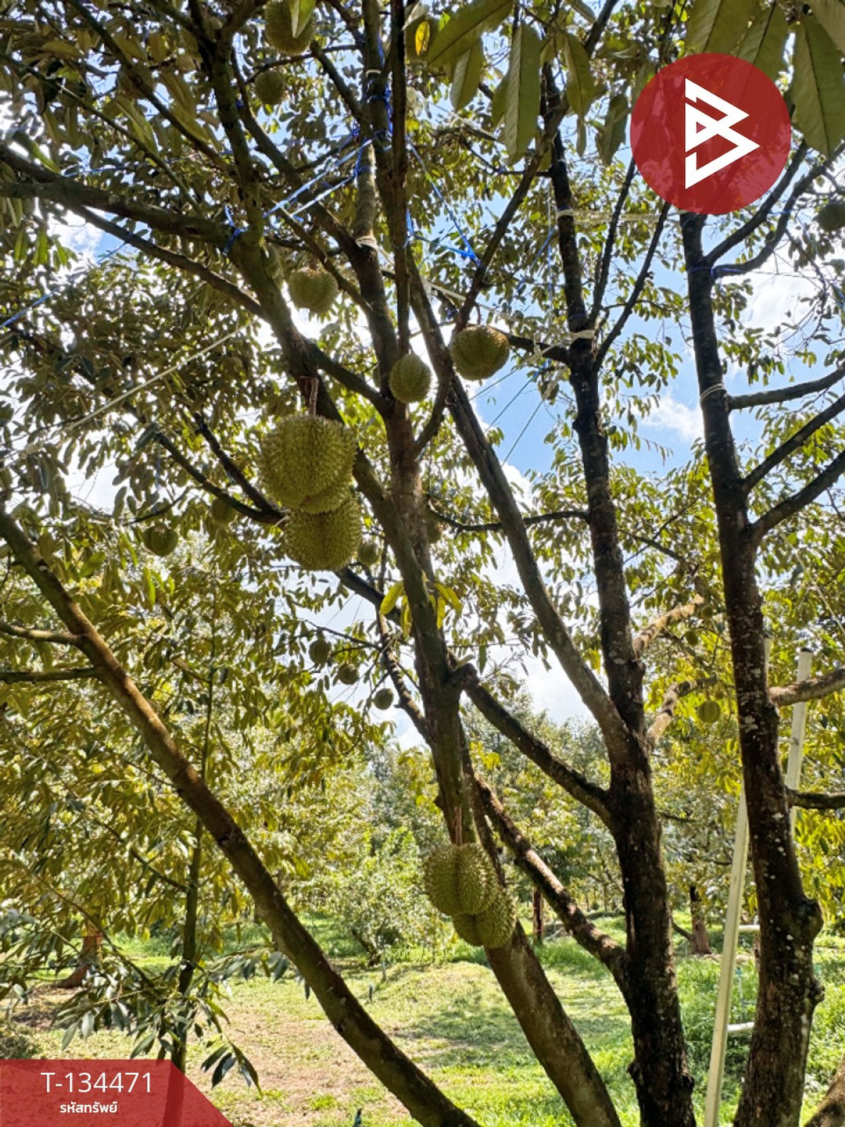 ขายที่ดิน เนื้อที่ 6 ไร่ 2 งาน 25.1 ตร.วา มะขาม จันทบุรี