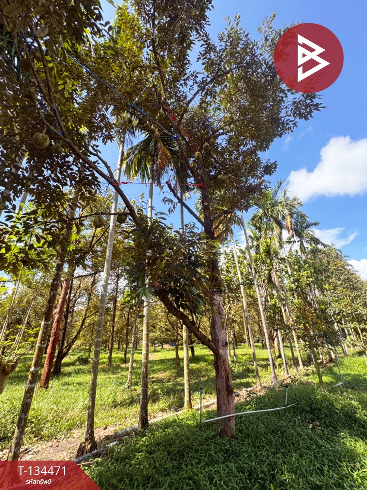 ขายที่ดิน เนื้อที่ 6 ไร่ 2 งาน 25.1 ตร.วา มะขาม จันทบุรี