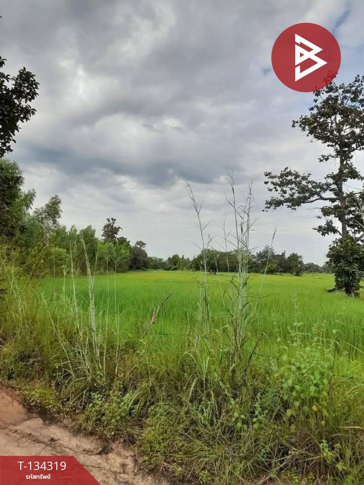 ขายที่ดินเปล่า เนื้อที่ 8 ไร่ 98.6 ตร.วา บุ่ง อำนาจเจริญ