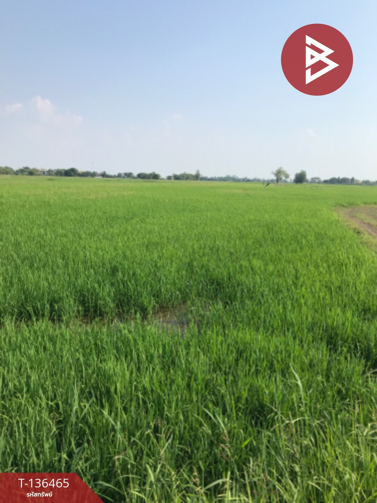 ขายที่ดิน เนื้อที่ 16 ไร่ 3 งาน 4.0 ตารางวา ต.ปากกราน พระนครศรีอยุธยา พื้นที่กว้าง