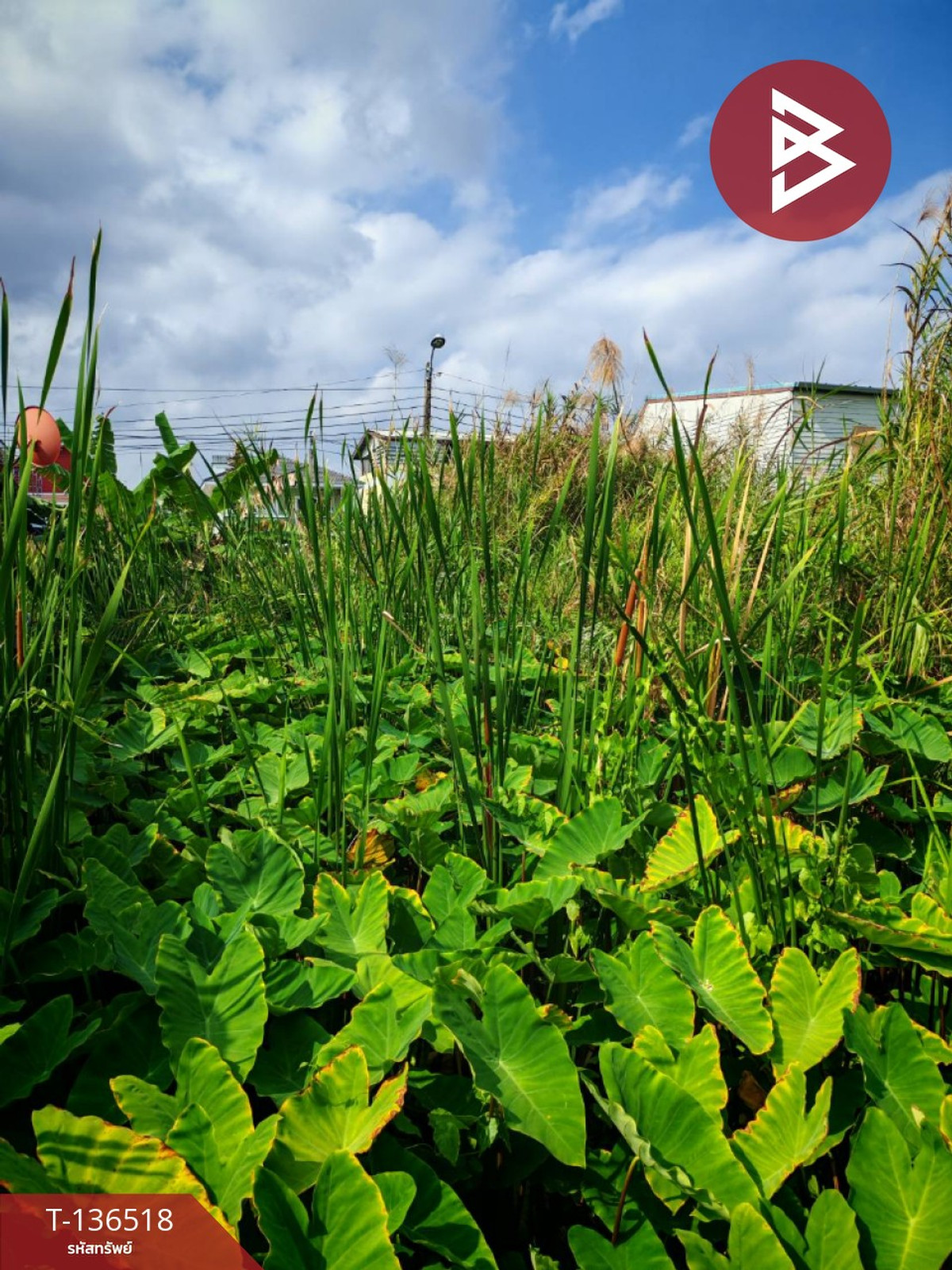 ขายที่ดินเปล่า เนื้อที่ 99 ตารางวา ใกล้หมู่บ้านปิ่นทองธานี ต.บางกร่าง จ.นนทบุรี