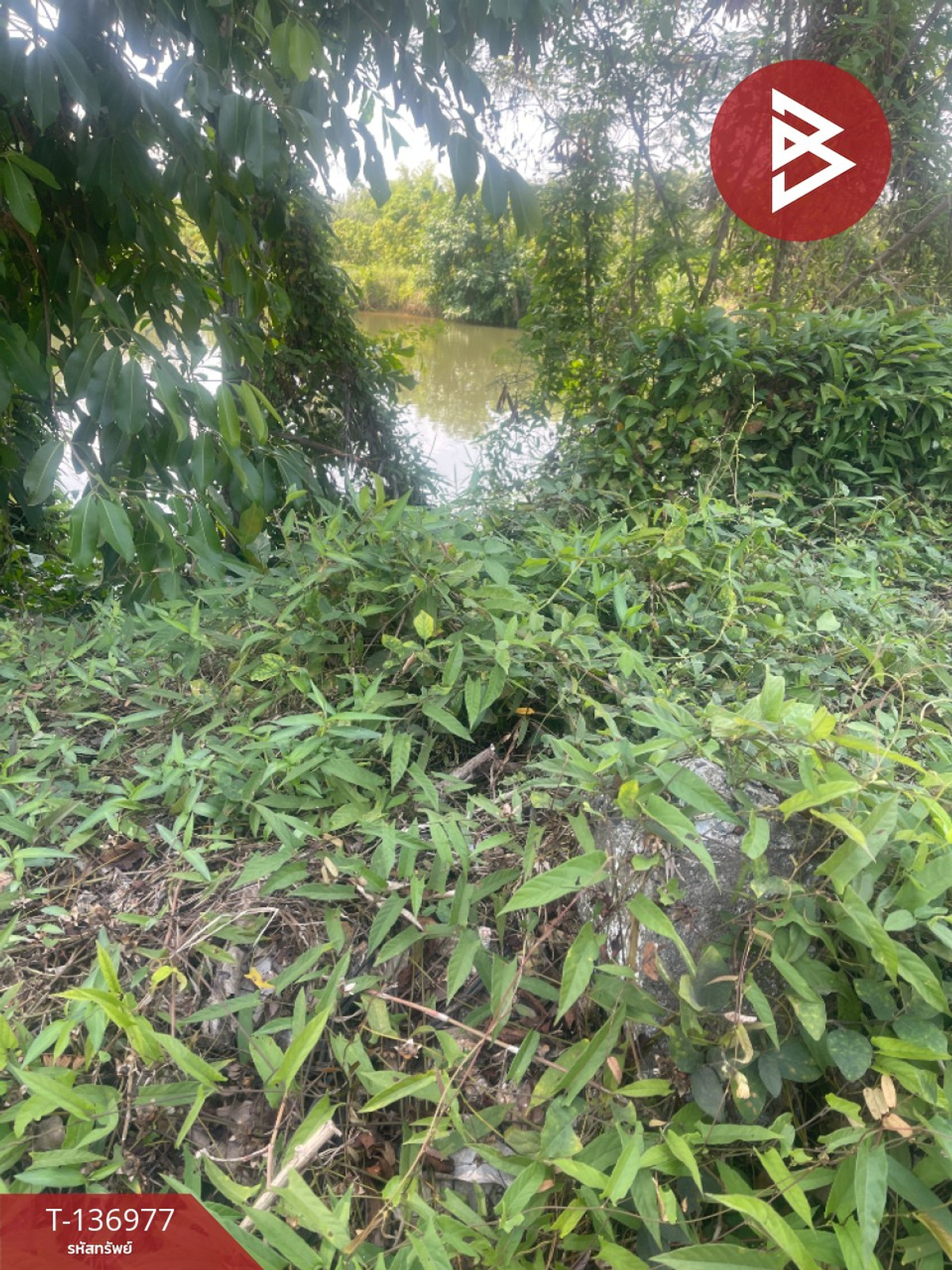 ขายที่ดิน เนื้อที่ 5 ไร่ 13 ตร.วา ตะพง ระยอง