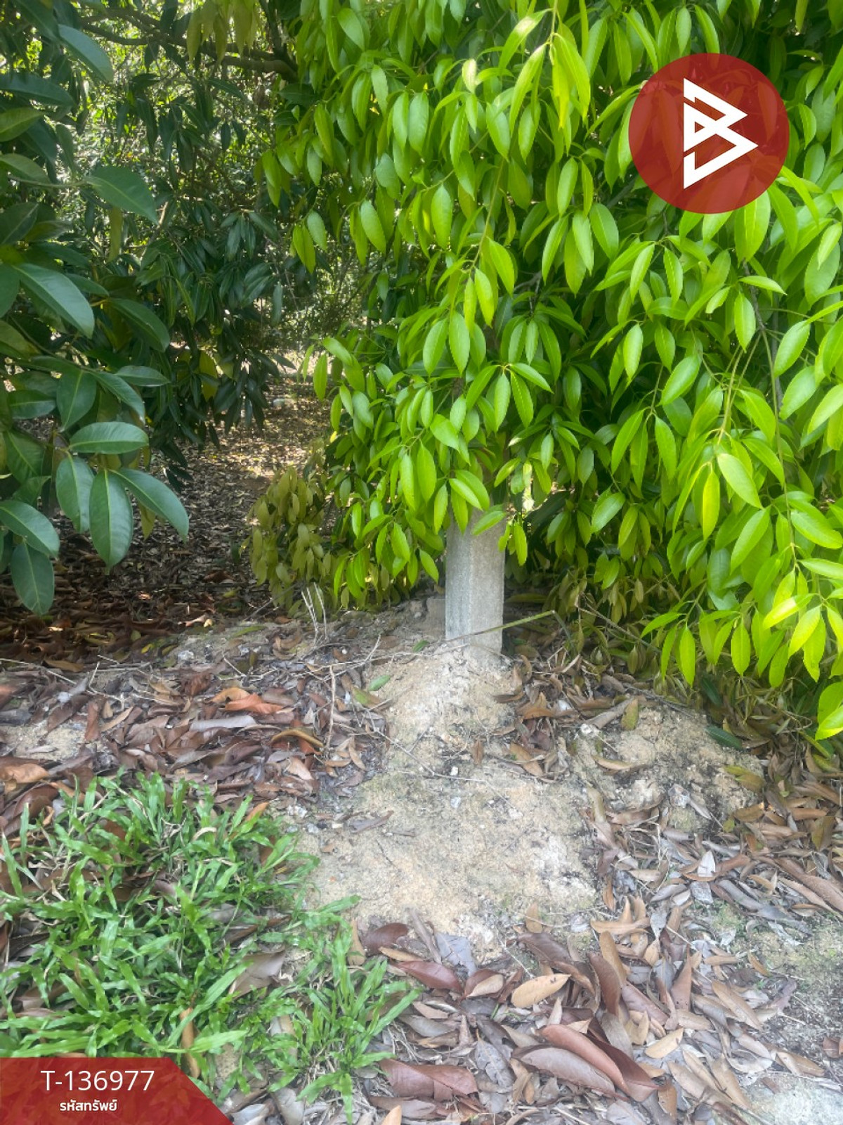 ขายที่ดิน เนื้อที่ 5 ไร่ 13 ตร.วา ตะพง ระยอง