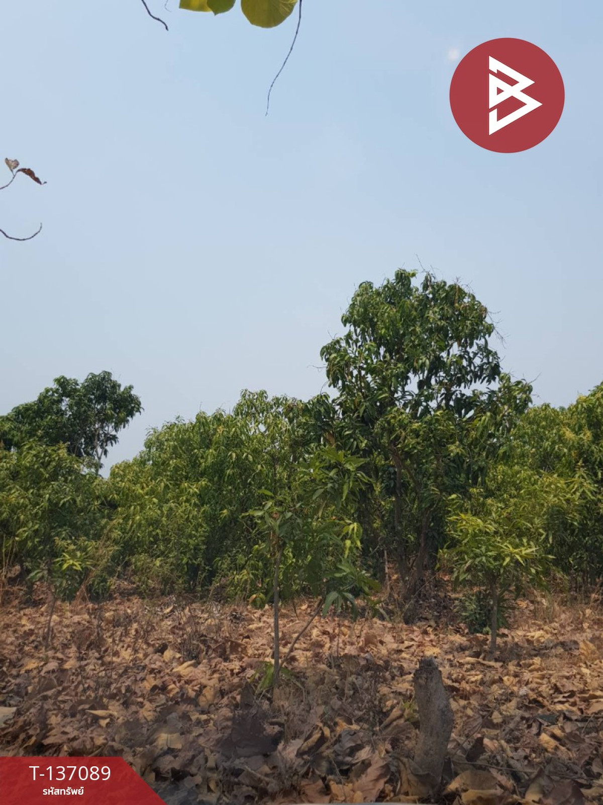 ขายที่ดิน เนื้อที่ 3 ไร่ 3 งาน 74.6 ตารางวา บ้านโฮ่ง ลำพูน