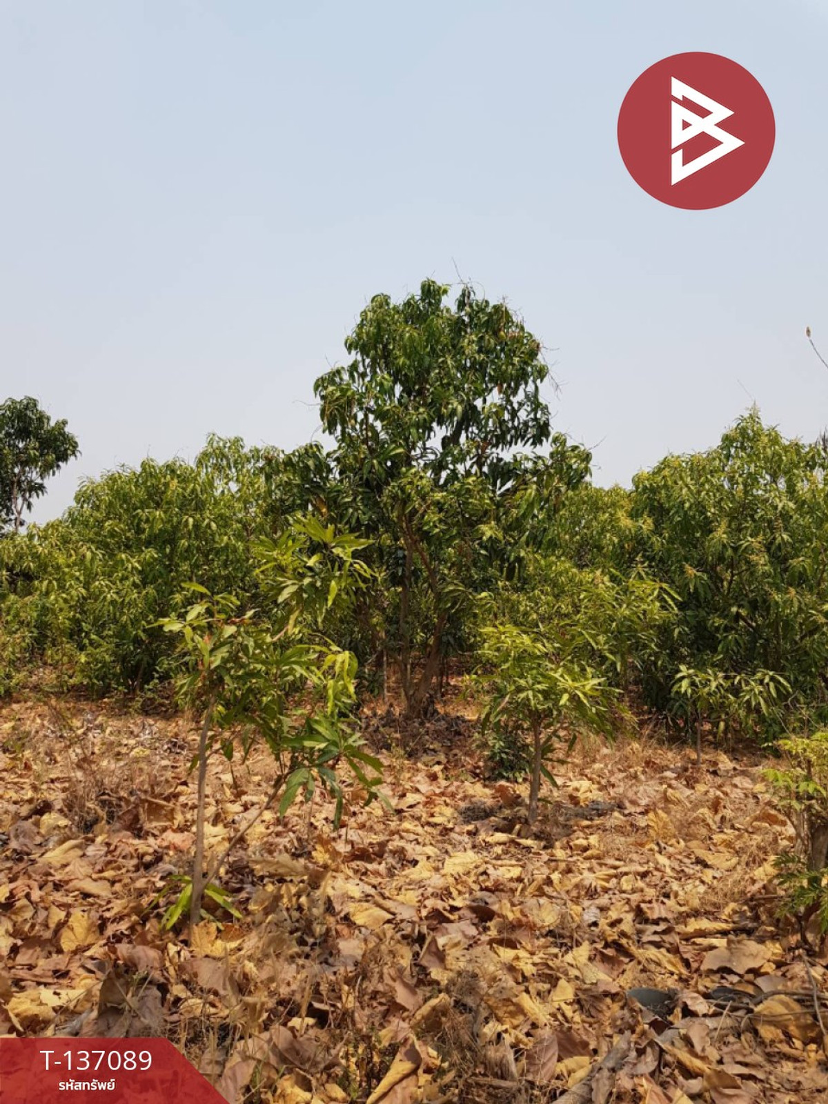 ขายที่ดิน เนื้อที่ 3 ไร่ 3 งาน 74.6 ตารางวา บ้านโฮ่ง ลำพูน