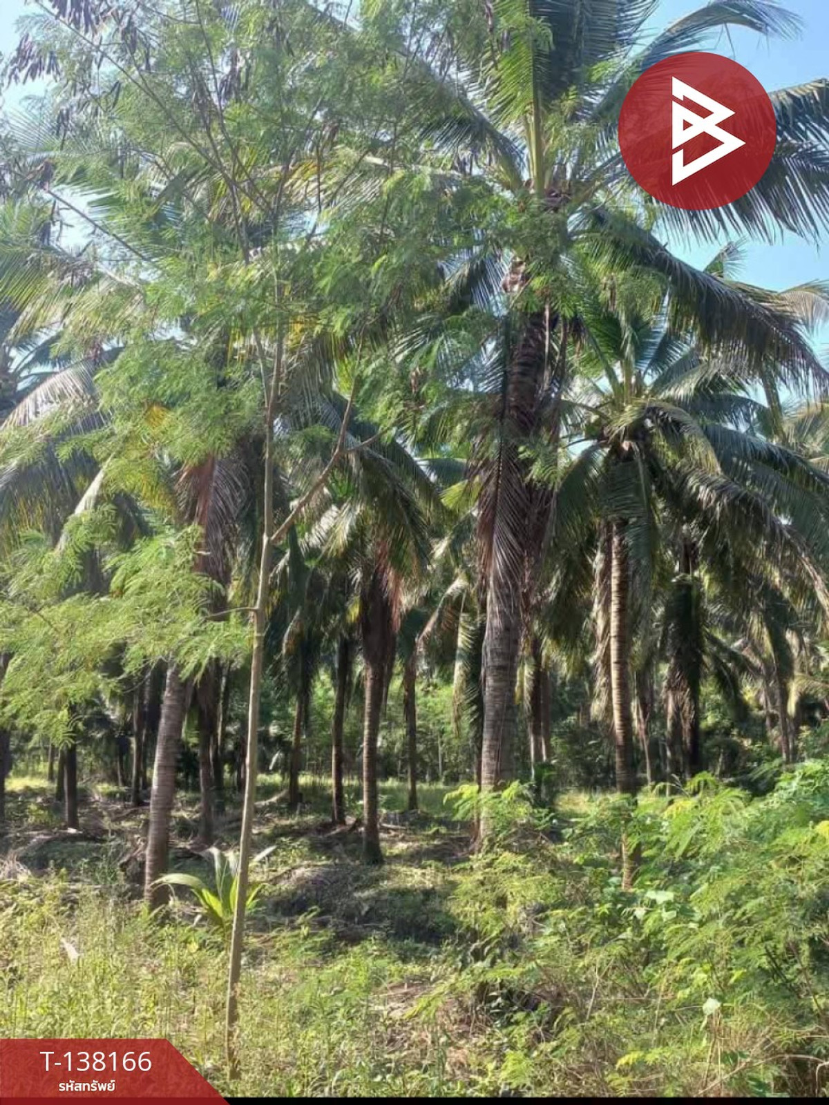 ขายที่ดิน เนื้อที่ 2 งาน 44.5 ตร.วา ดำเนินสะดวก ราชบุรี