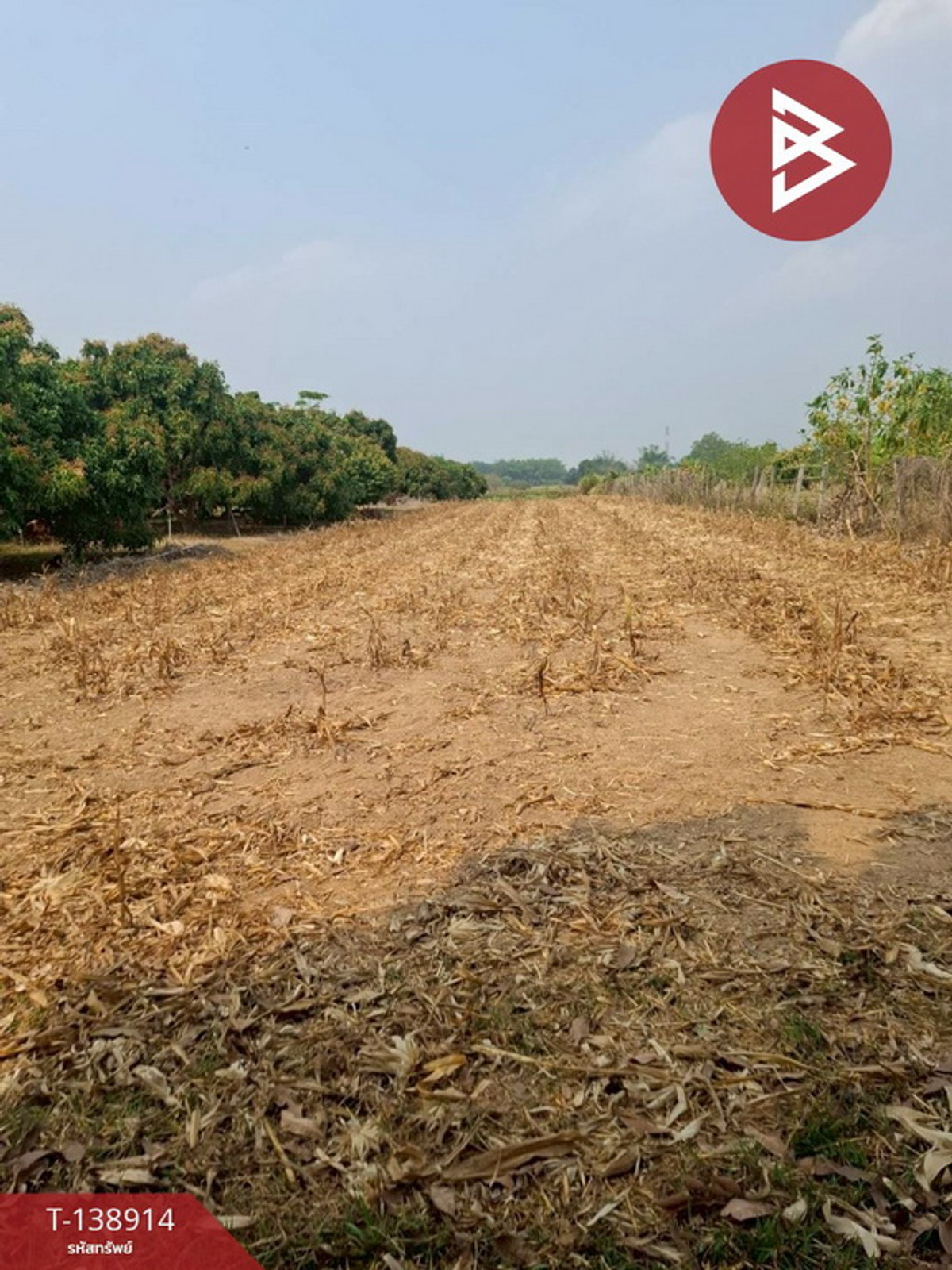 ขายที่ดิน เนื้อที่ 1 ไร่ เทิง เชียงราย