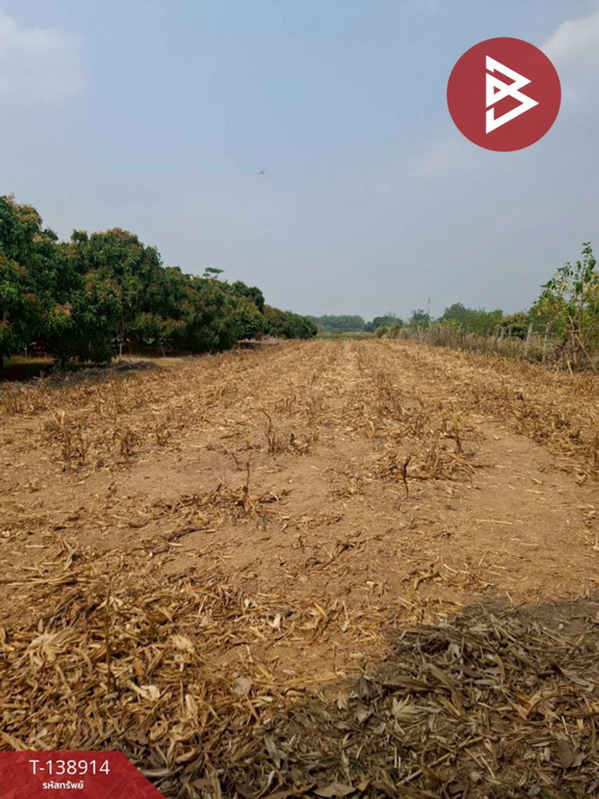 ขายที่ดิน เนื้อที่ 1 ไร่ เทิง เชียงราย