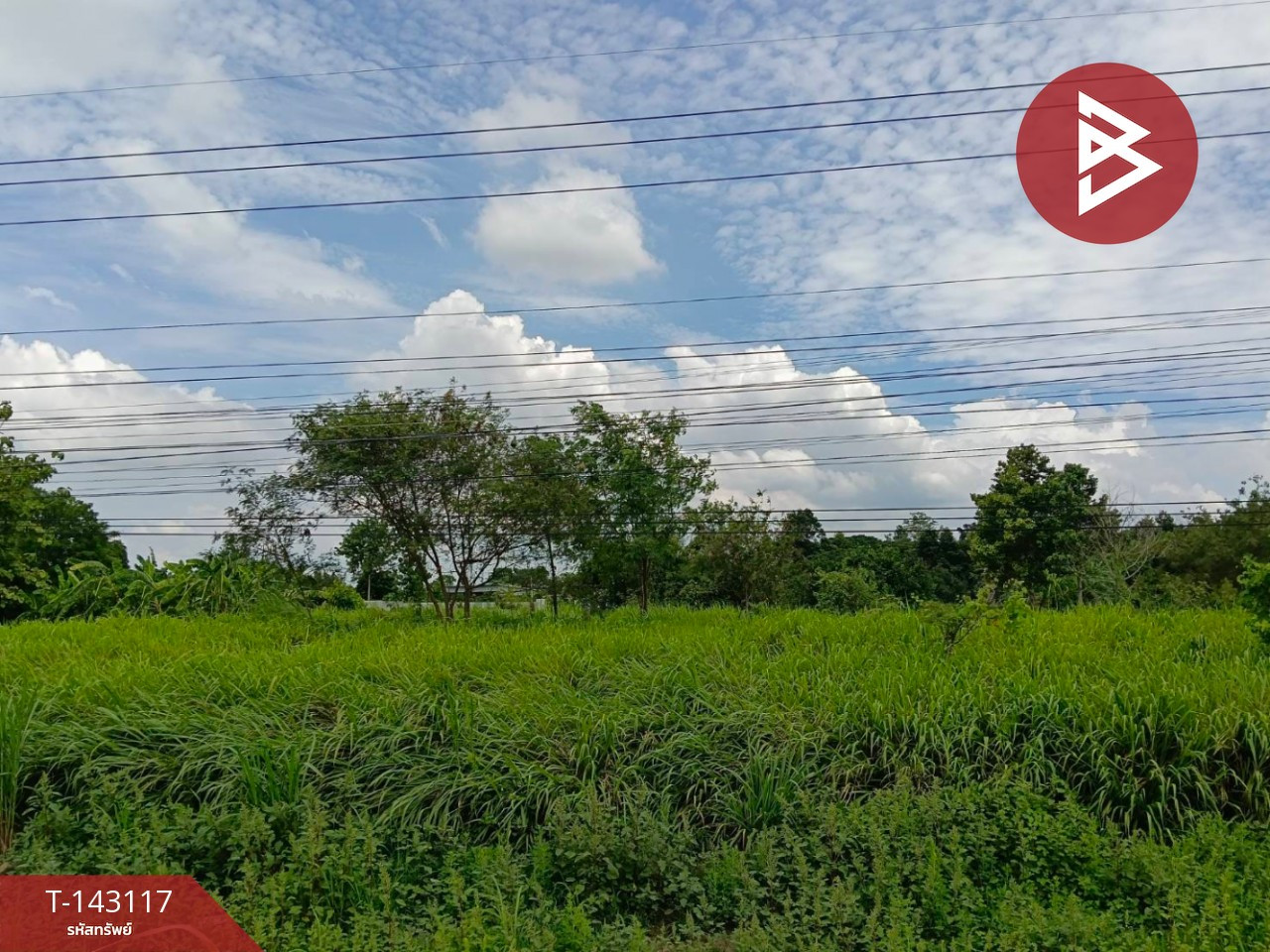 ขายที่ดิน เนื้อที่ 1 ไร่ 36 ตร.วา บางระกำ พิษณุโลก