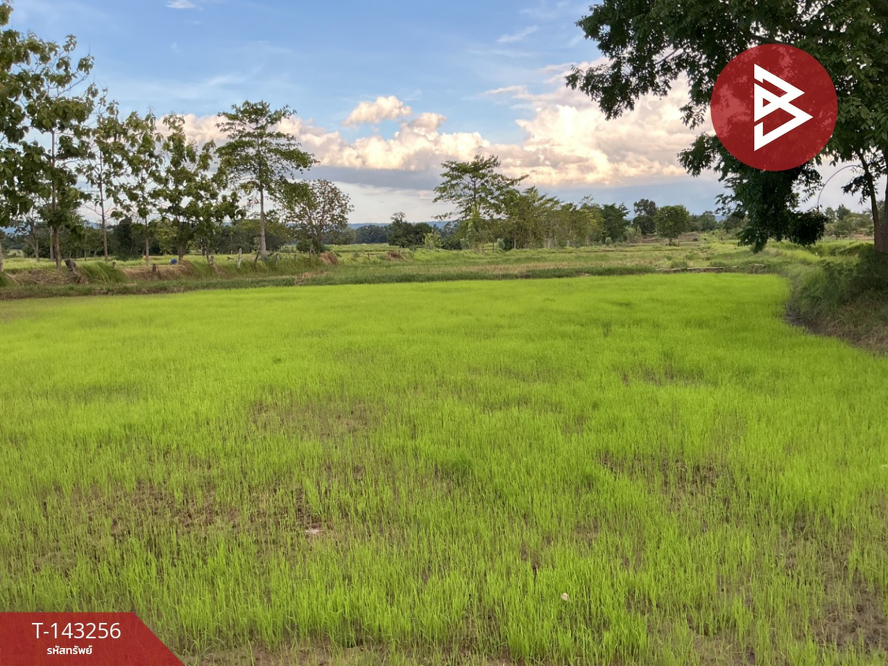 ขายที่ดิน เนื้อที่ 9 ไร่ โนนสัง หนองบัวลำภู
