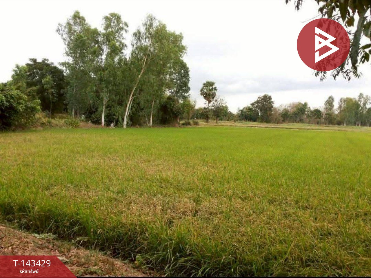 ขายที่ดิน เนื้อที่ 6 ไร่ 2 งาน 1 ตร.วา มะขามสูง พิษณุโลก