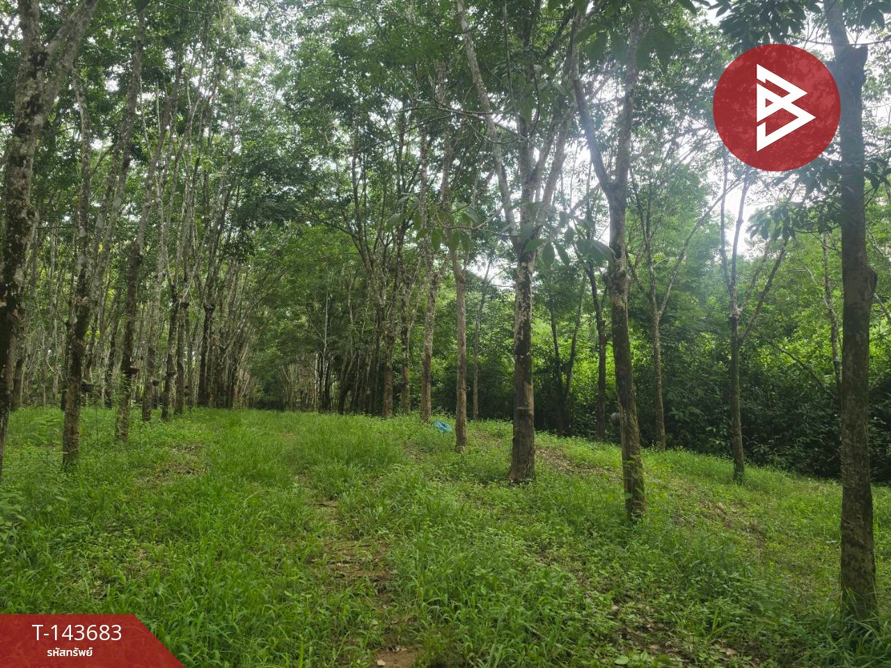 ขายที่ดินพร้อมสวน เนื้อที่ 14 ไร่ 1 งาน 55.6 ตร.วา นายายอาม จันทบุรี