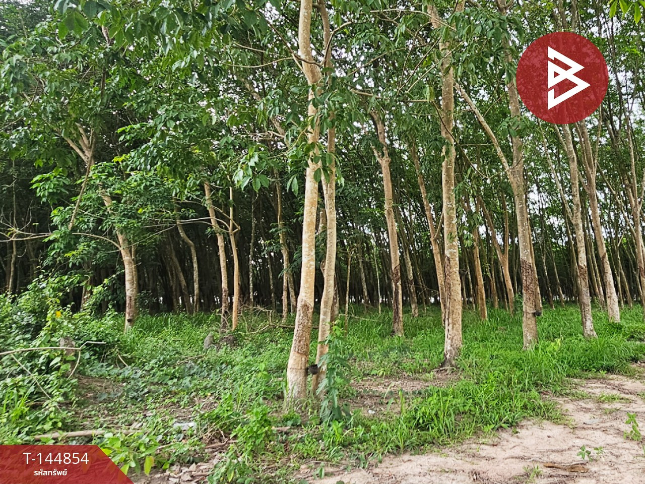 ขายที่ดิน เนื้อที่ 6 ไร่ 1 งาน 83.2 ตร.วา บ้านค่าย ระยอง