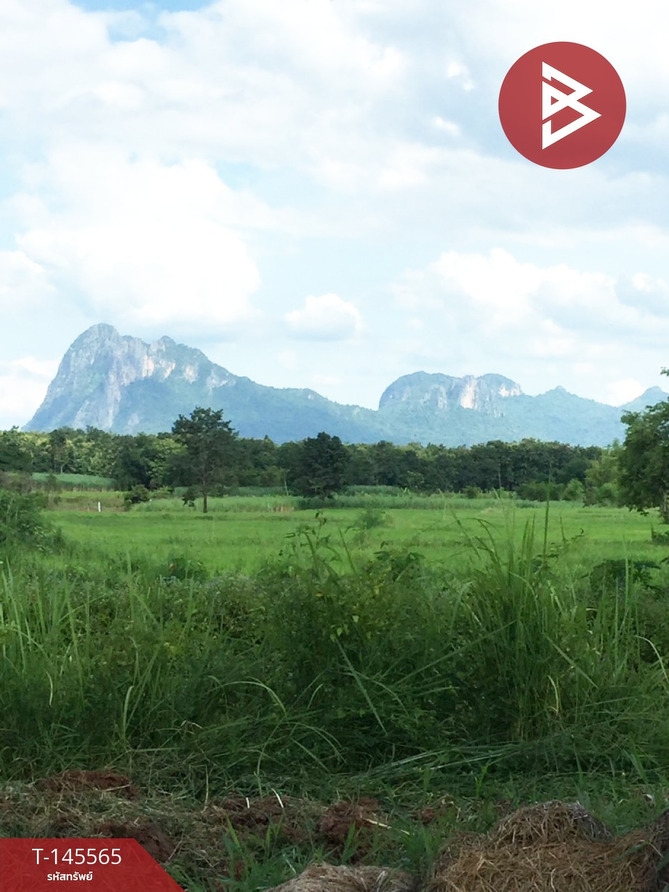 ขายที่ดิน เนื้อที่ 6 ไร่ 55 ตร.วา ภูกระดึง เลย