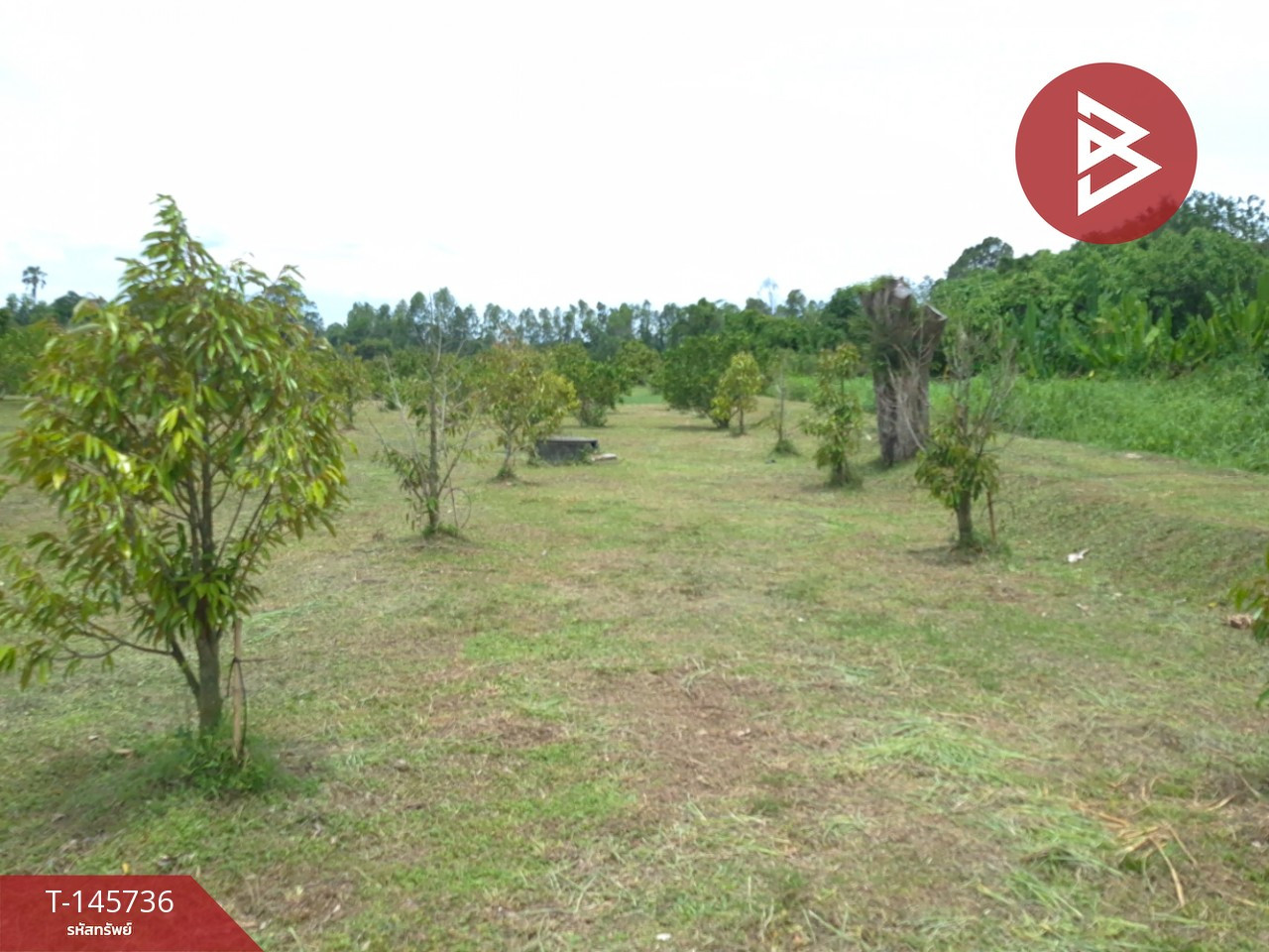 ขายที่ดิน เนื้อที่ 7 ไร่ 2 งาน 73.8 ตร.วา บ้านนา นครนายก