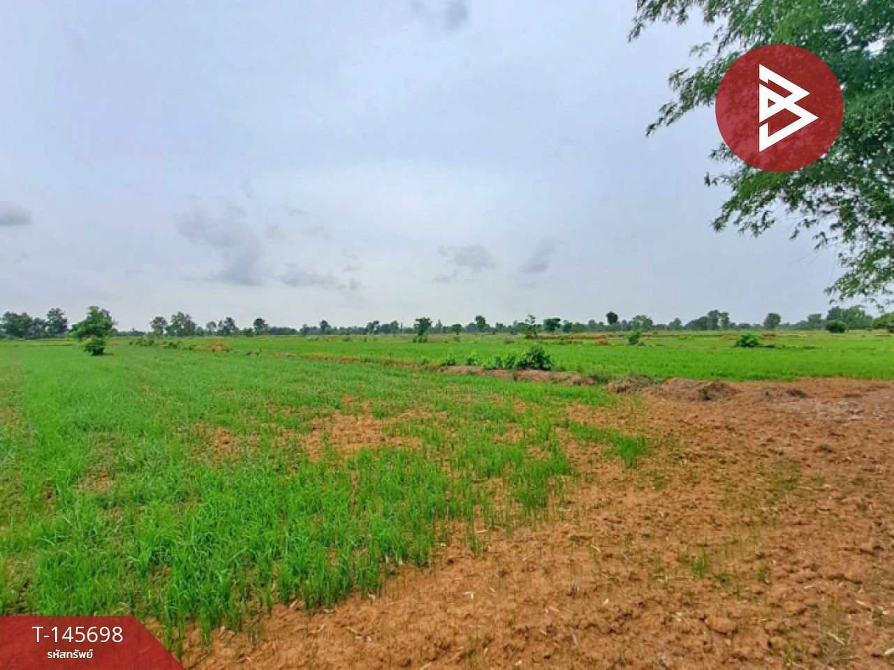 ขายที่ดิน เนื้อที่ 76 ไร่ 1 งาน 97 ตร.วา ทับคล้อ พิจิตร