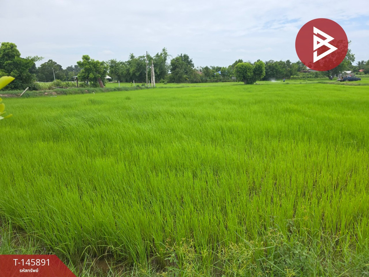 ขายที่ดิน เนื้อที่ 1 ไร่ 2 งาน 94 ตร.วา ต.โพธิ์ อ.เมืองศรีสะเกษ จ.ศรีสะเกษ