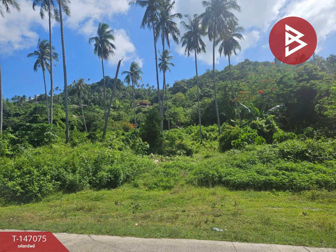 ขายที่ดิน เนื้อที่ 3 ไร่ 3 งาน 63.5 ตร.วา ต.หน้าเมือง อ.เกาะสมุย สุราษฎร์ธานี