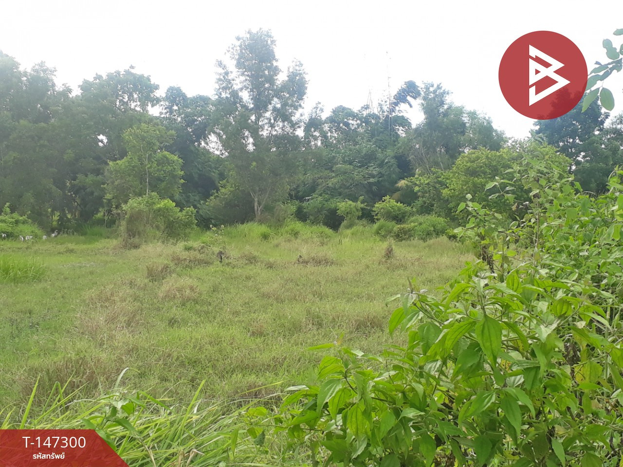 ขายที่ดิน เนื้อที่ 87 ตร.วา อยู่วิทยา ซอย 11 หนองจอก กรุงเทพฯ