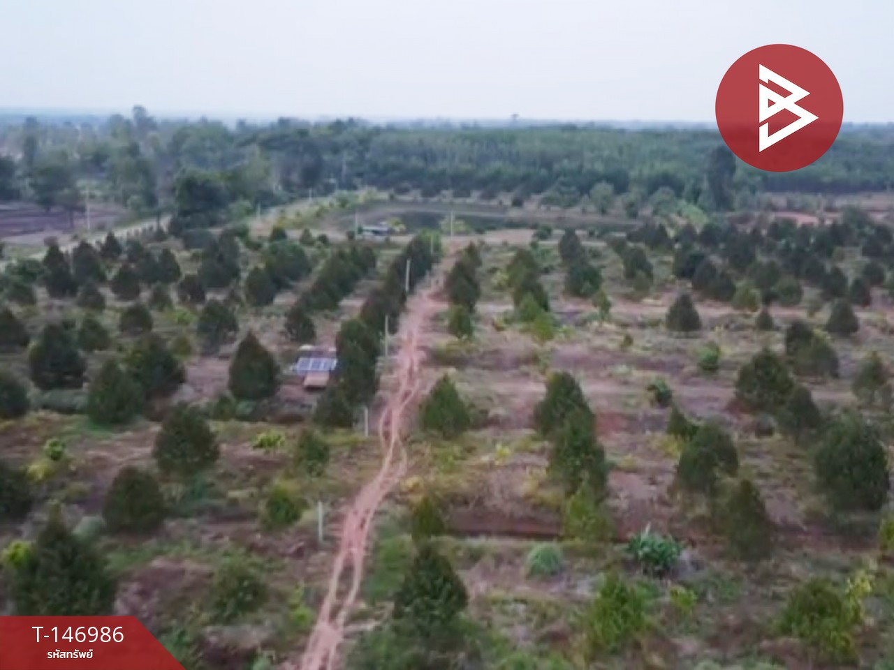ขายที่ดินสวนทุเรียน เนื้อที่ 41 ไร่ 2 งาน 75.4 ตร.วา อ.โพนสวรรค์ นครพนม