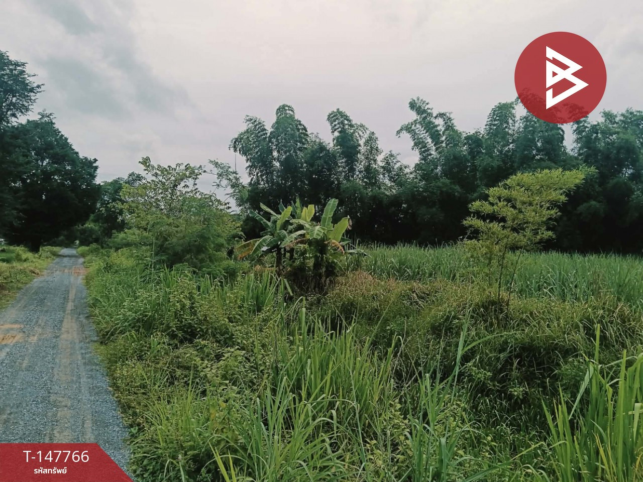 ขายที่ดิน เนื้อที่ 5 ไร่ 8.8 ตร.วา เวียงเก่า ขอนแก่น