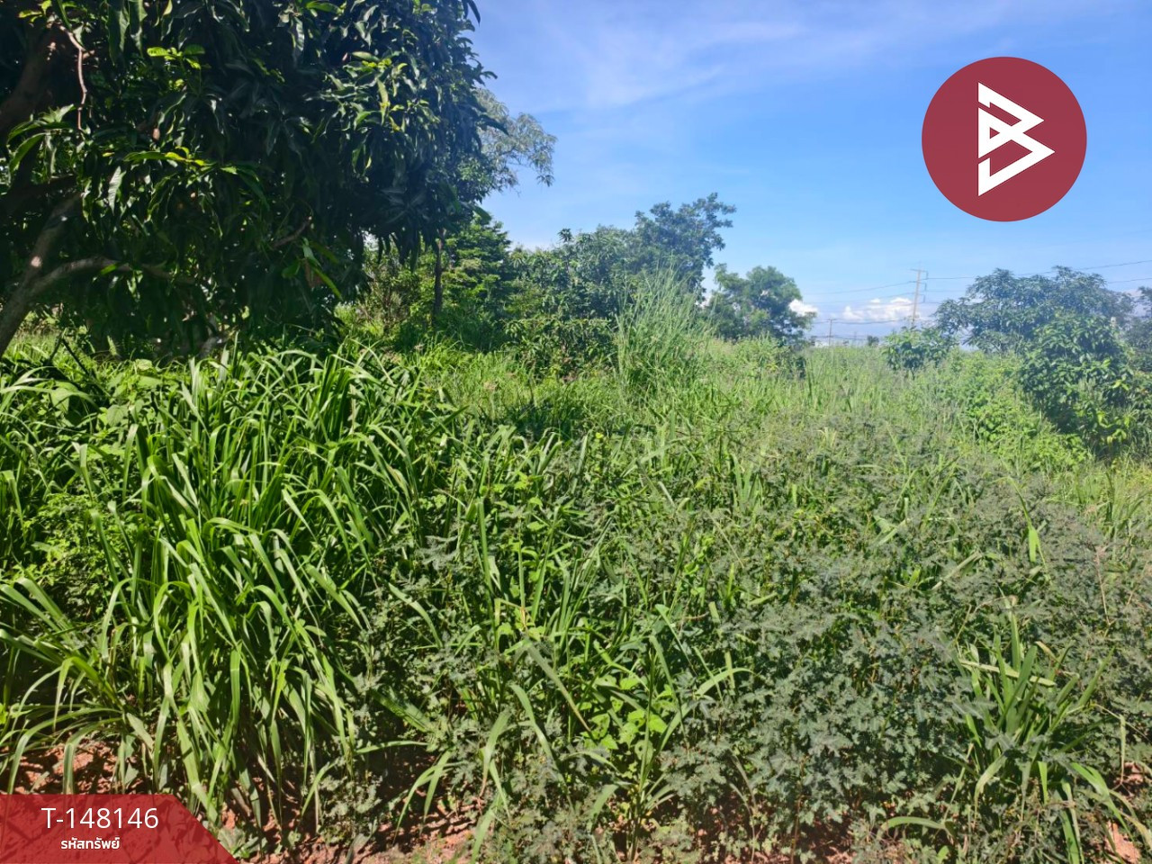 ขายที่ดิน เนื้อที่ 67 ตร.วา บางคล้า ฉะเชิงเทรา
