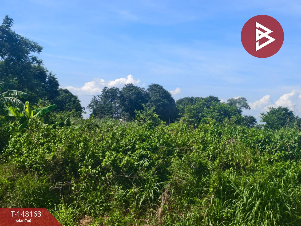 ขายที่ดิน เนื้อที่ 67 ตร.วา บางคล้า ฉะเชิงเทรา