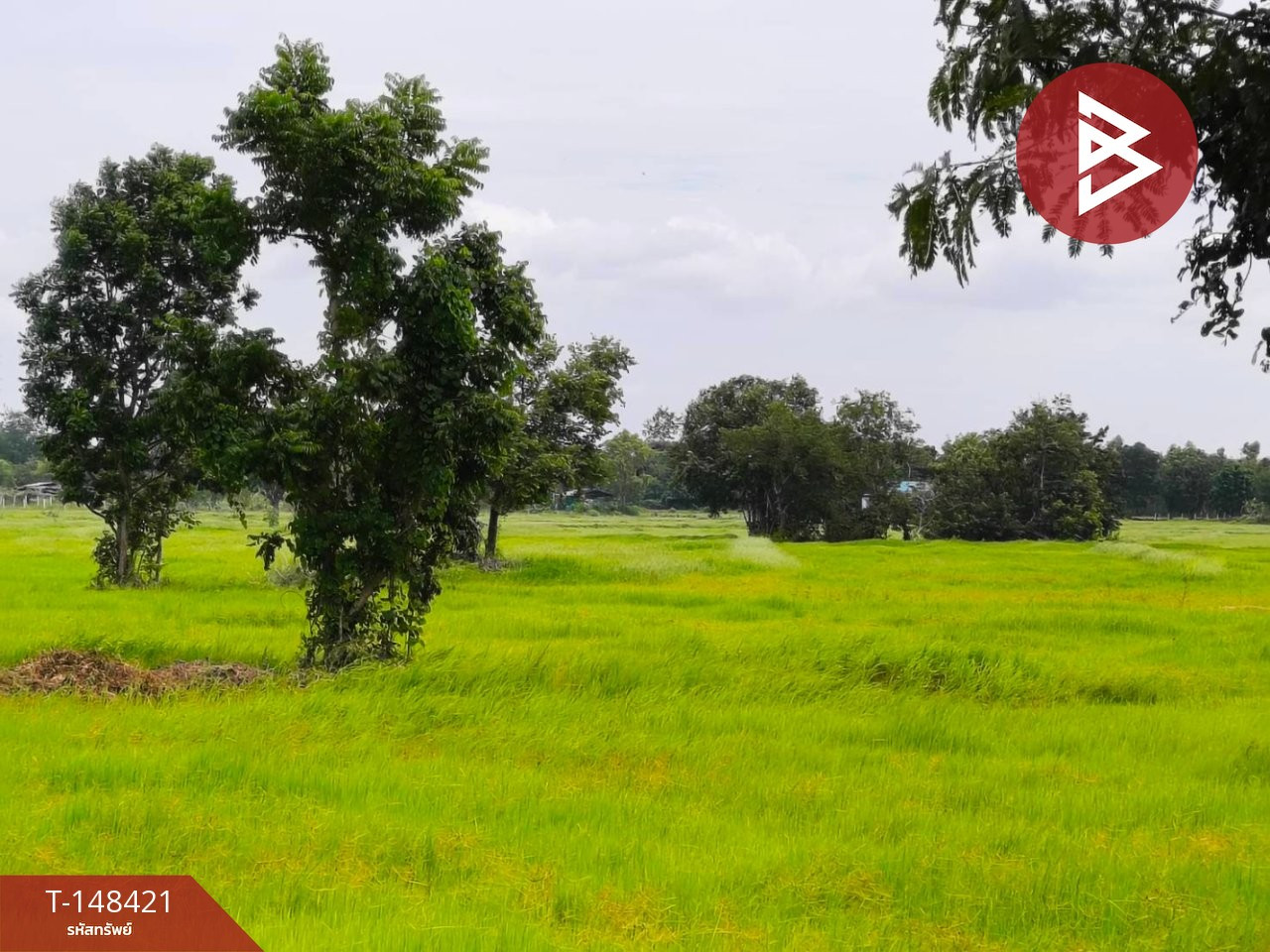 ขายที่ดิน เนื้อที่ 22 ไร่ 1 งาน 69 ตร.วา ประโคนชัย บุรีรัมย์