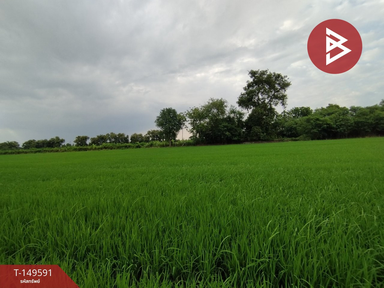 ขายที่ดิน เนื้อที่ 1 ไร่ คลอง 10 หนองเสือ ปทุมธานี