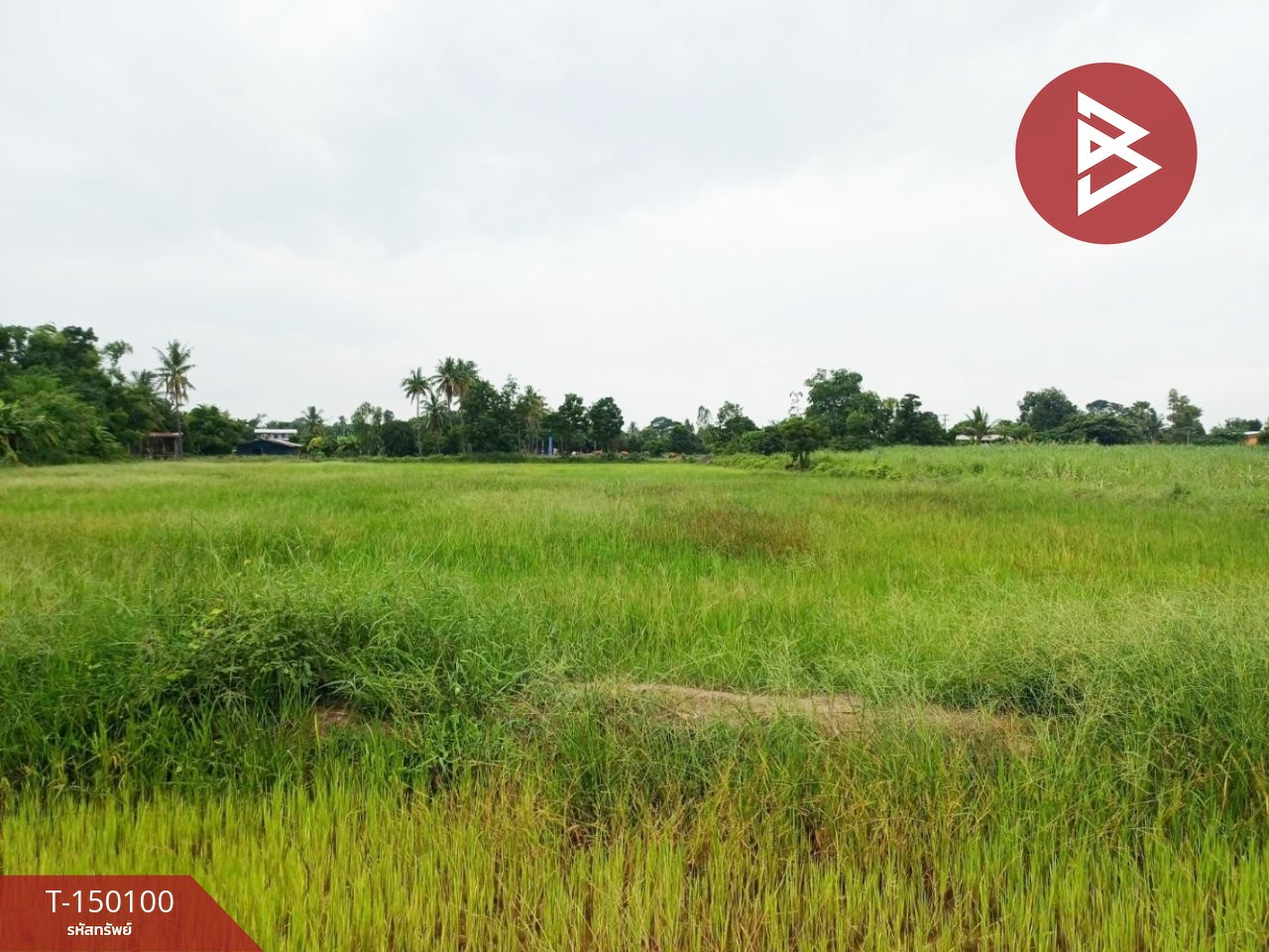 ขายที่ดิน เนื้อที่ 6 ไร่ 3 งาน 52 ตร.วา ป่ามะคาบ พิจิตร