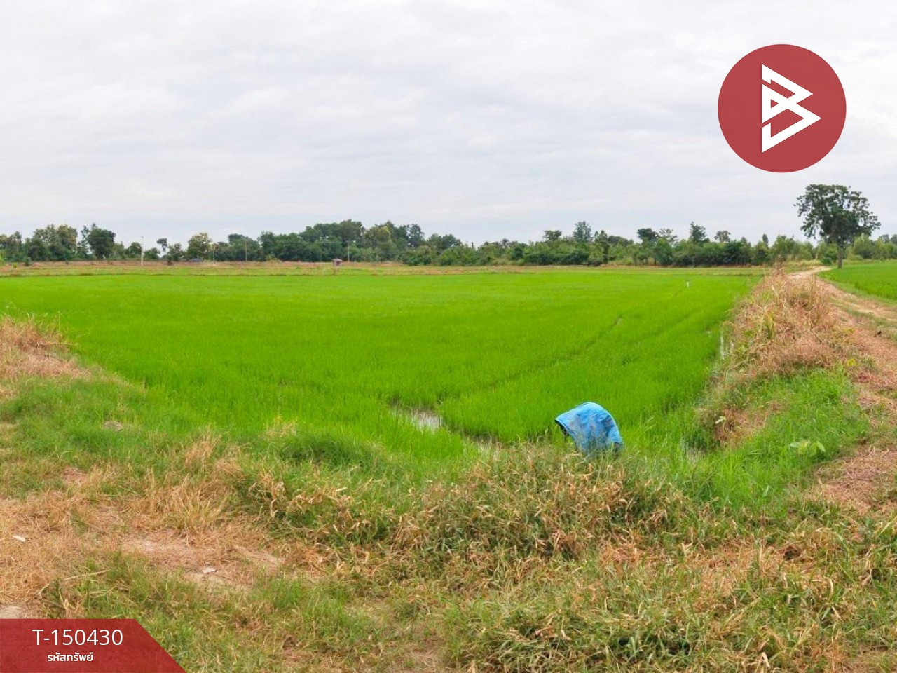 ขายที่ดิน เนื้อที่ 29 ไร่ 91 ตร.วา ดงเจริญ พิจิตร