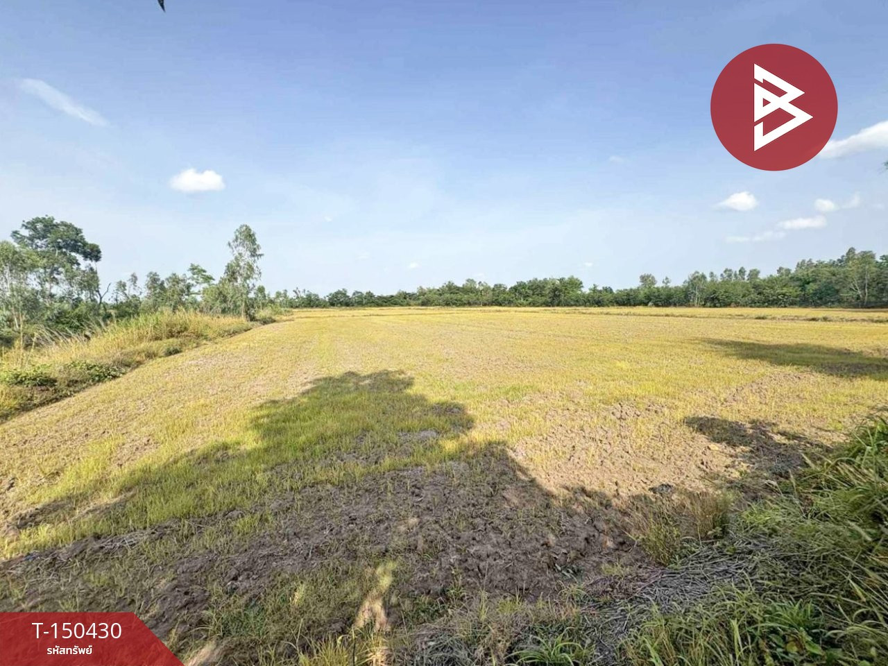 ขายที่ดิน เนื้อที่ 29 ไร่ 91 ตร.วา ดงเจริญ พิจิตร