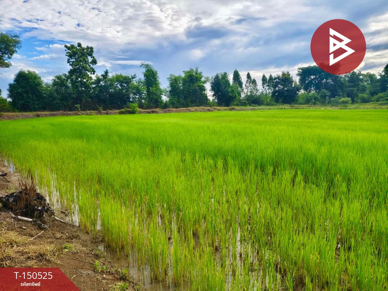 ขายที่ดิน เนื้อที่ 10 ไร่ ท่าตะโก นครสวรรค์
