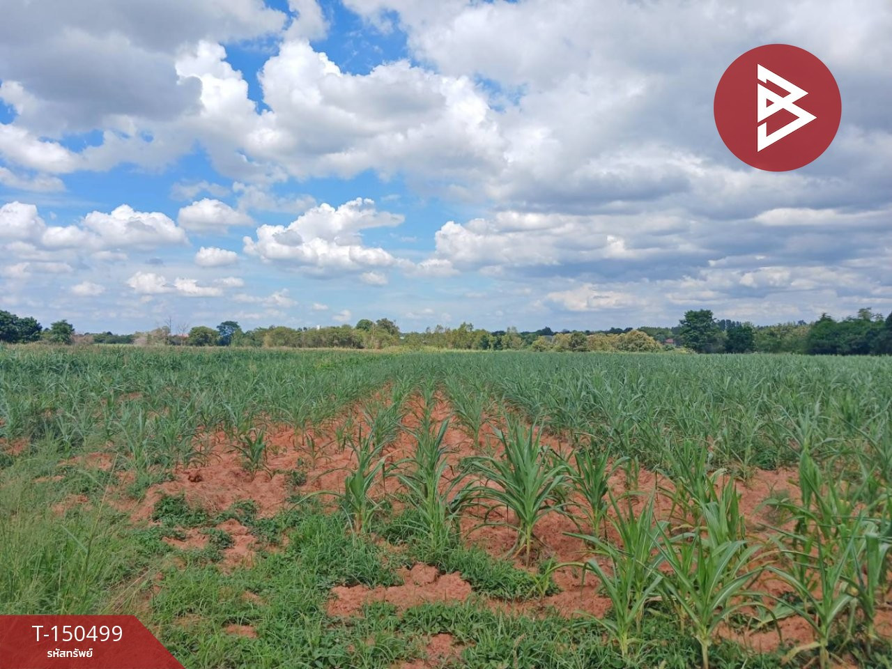 ขายที่ดินสุรนารี นครราชสีมา เนื่อที่ 8 ไร่ 3 งาน 96 ตารางวา