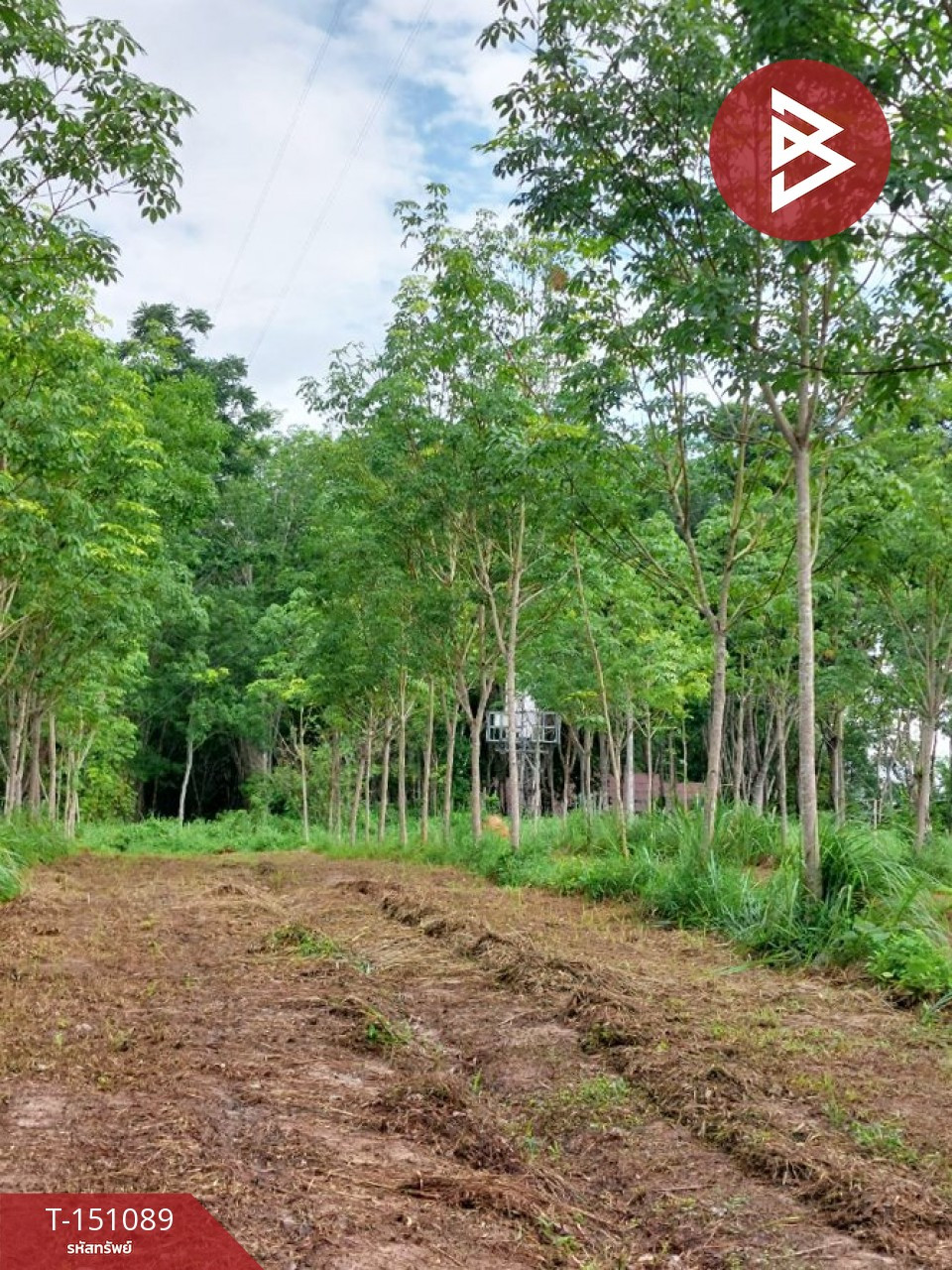 ขายที่ดิน เนื้อที่ 10 ไร่ 3 งาน 8 ตร.วา ทุ่งสง นครศรีธรรมราช