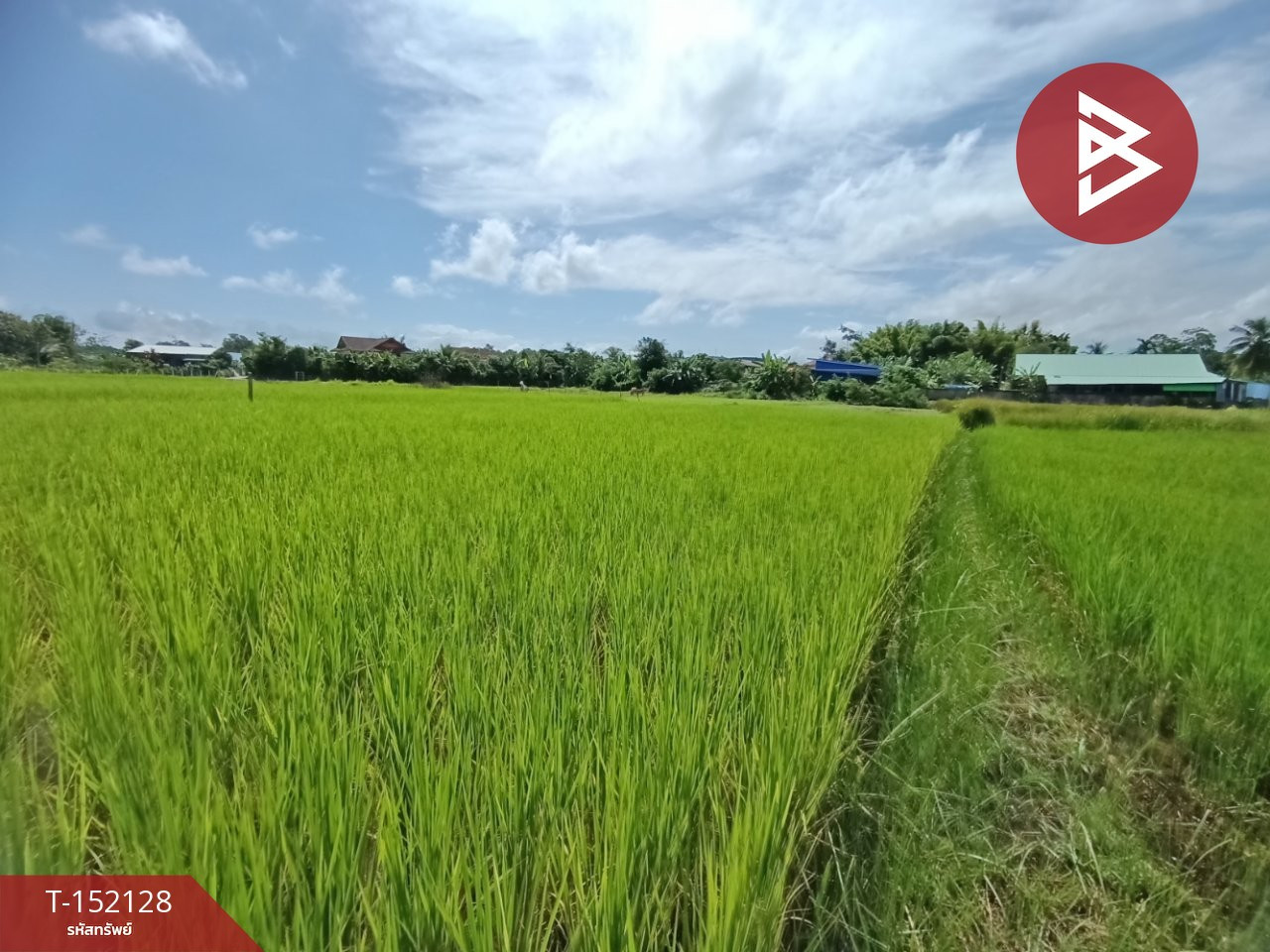 ขายที่ดิน เนื้อที่ 3 งานไชยสถาน น่าน