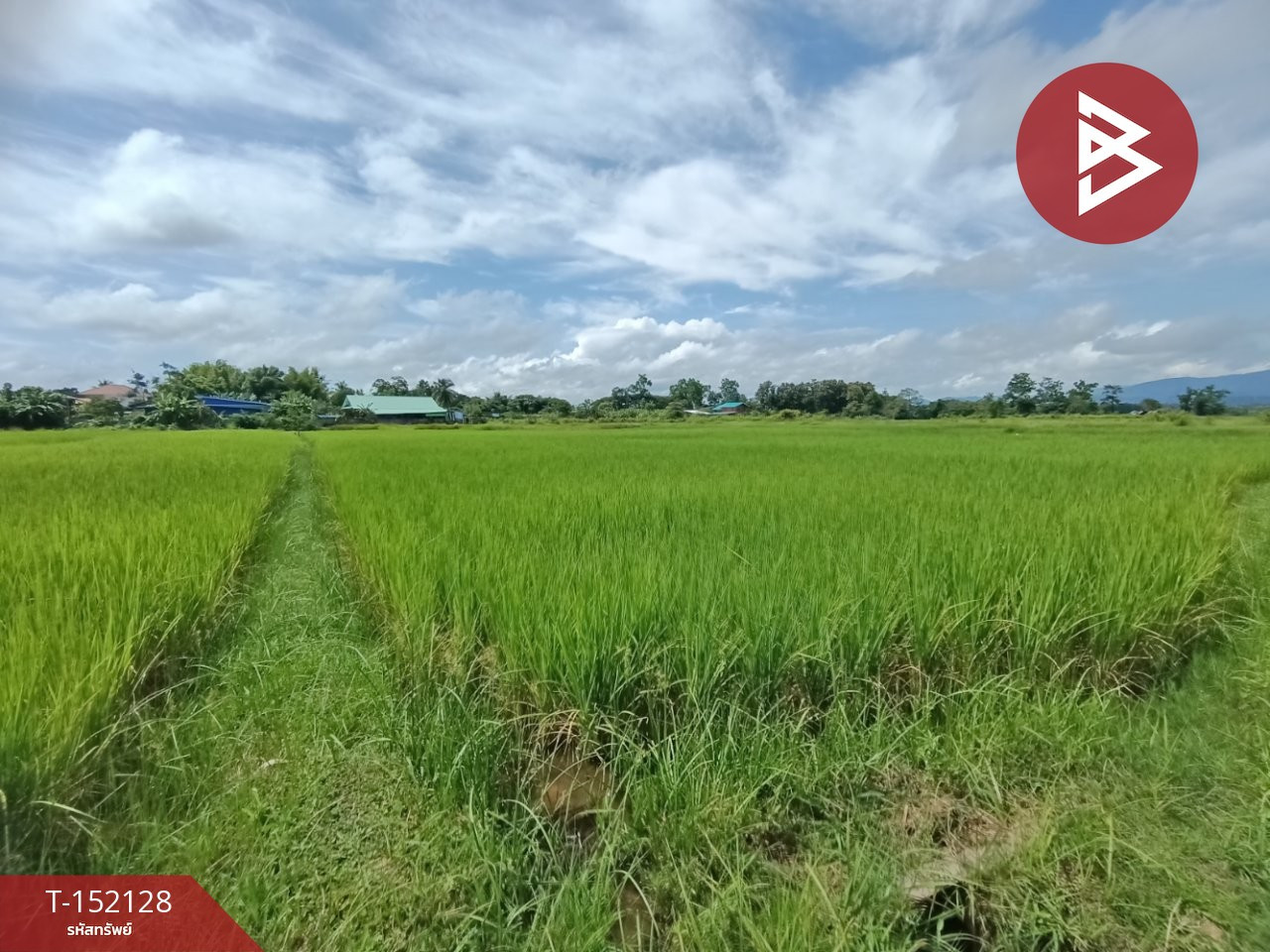 ขายที่ดิน เนื้อที่ 3 งานไชยสถาน น่าน