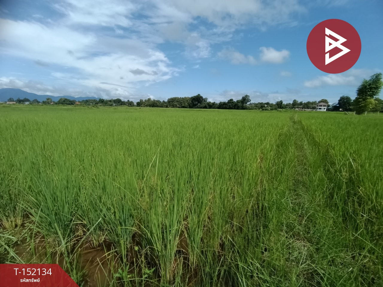 ขายที่ดิน เนื้อที่ 2 งาน 88 ตร.วา ไชยสถาน น่าน