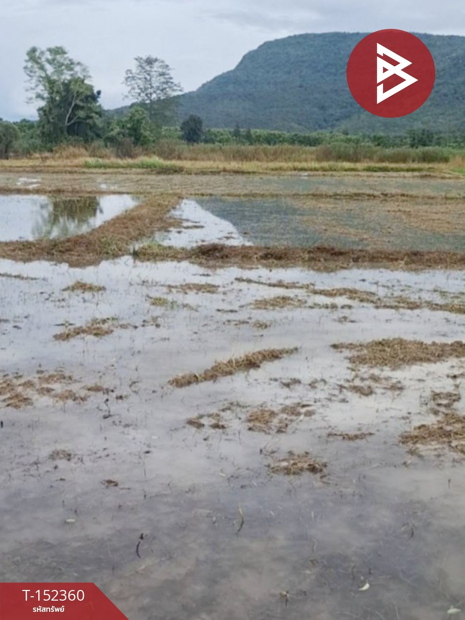 ขายที่ดิน เนื้อที่ 2 ไร่ 3 งาน 22 ตร.วา พาน เชียงราย