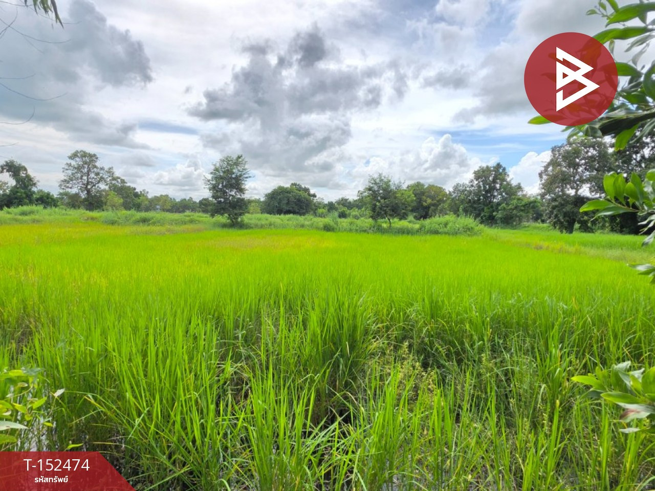 ขายที่ดิน เนื้อที่ 3 ไร่ 17 ตร.วา บรบือ มหาสารคาม