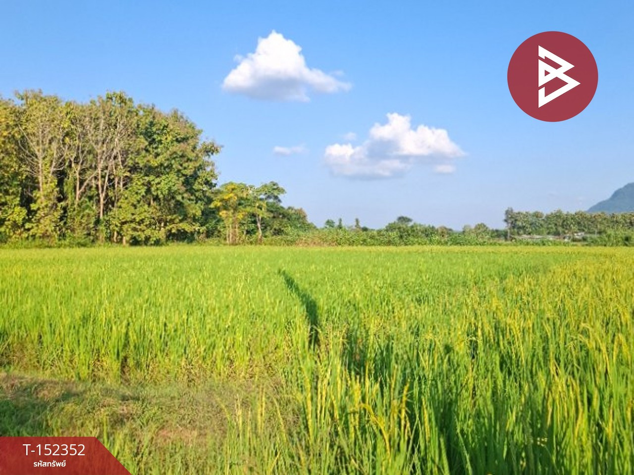 ขายที่ดินที่นา เนื้อที่ 6 ไร่ 78 ตร.วา พาน เชียงราย