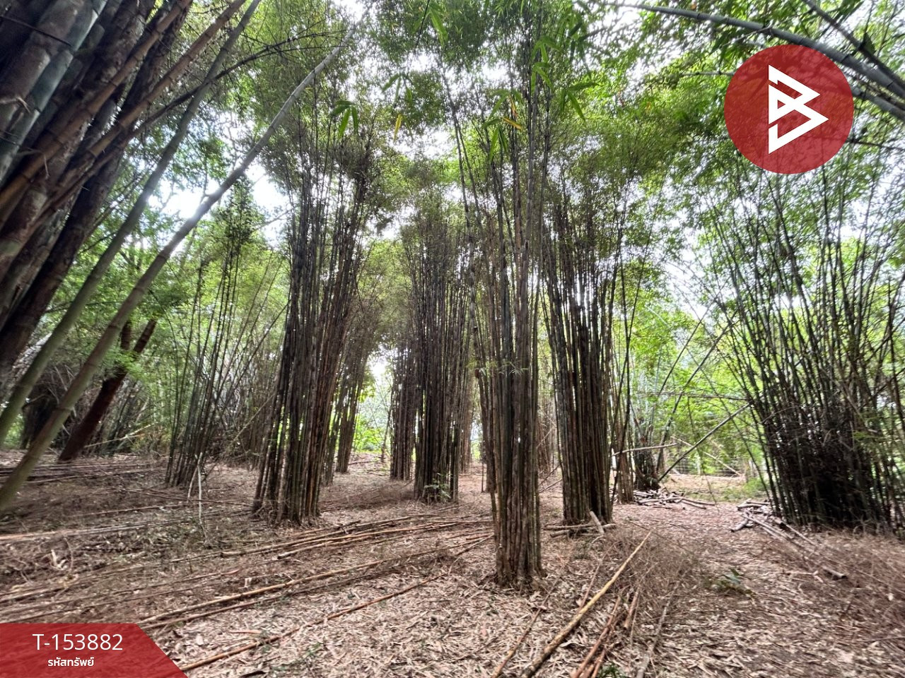 ขายที่ดิน เนื้อที่ 18 ไร่ 1 งาน 50.6 ตร.วา สีคิ้ว นครราชสีมา