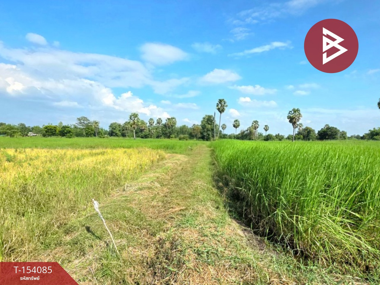 ขายที่ดิน เนื้อที่ 2 ไร่ ยางตลาด กาฬสินธุ์