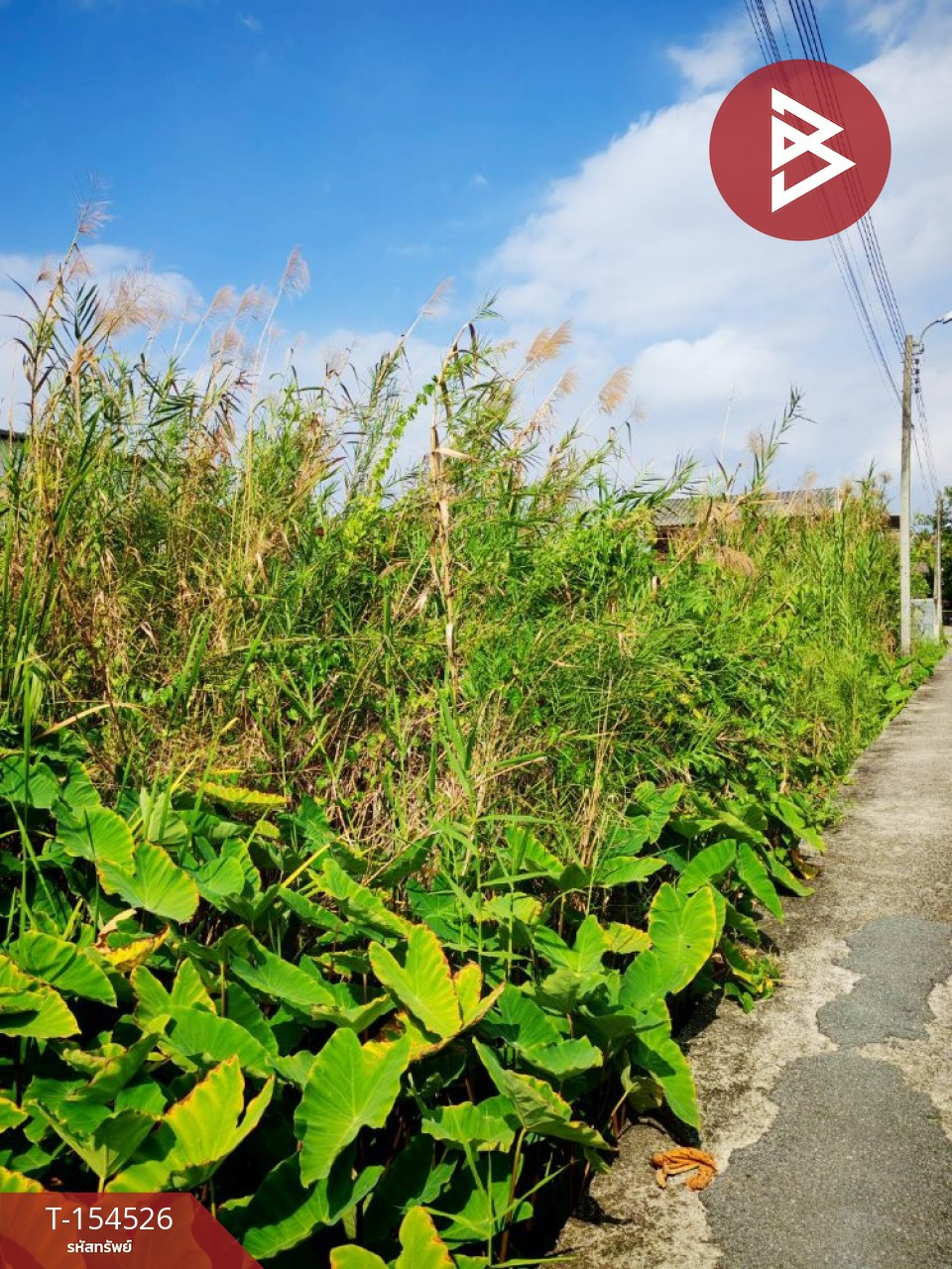 ขายที่ดิน เนื้อที่ 50 ตร.วา บางกร่าง นนทบุรี
