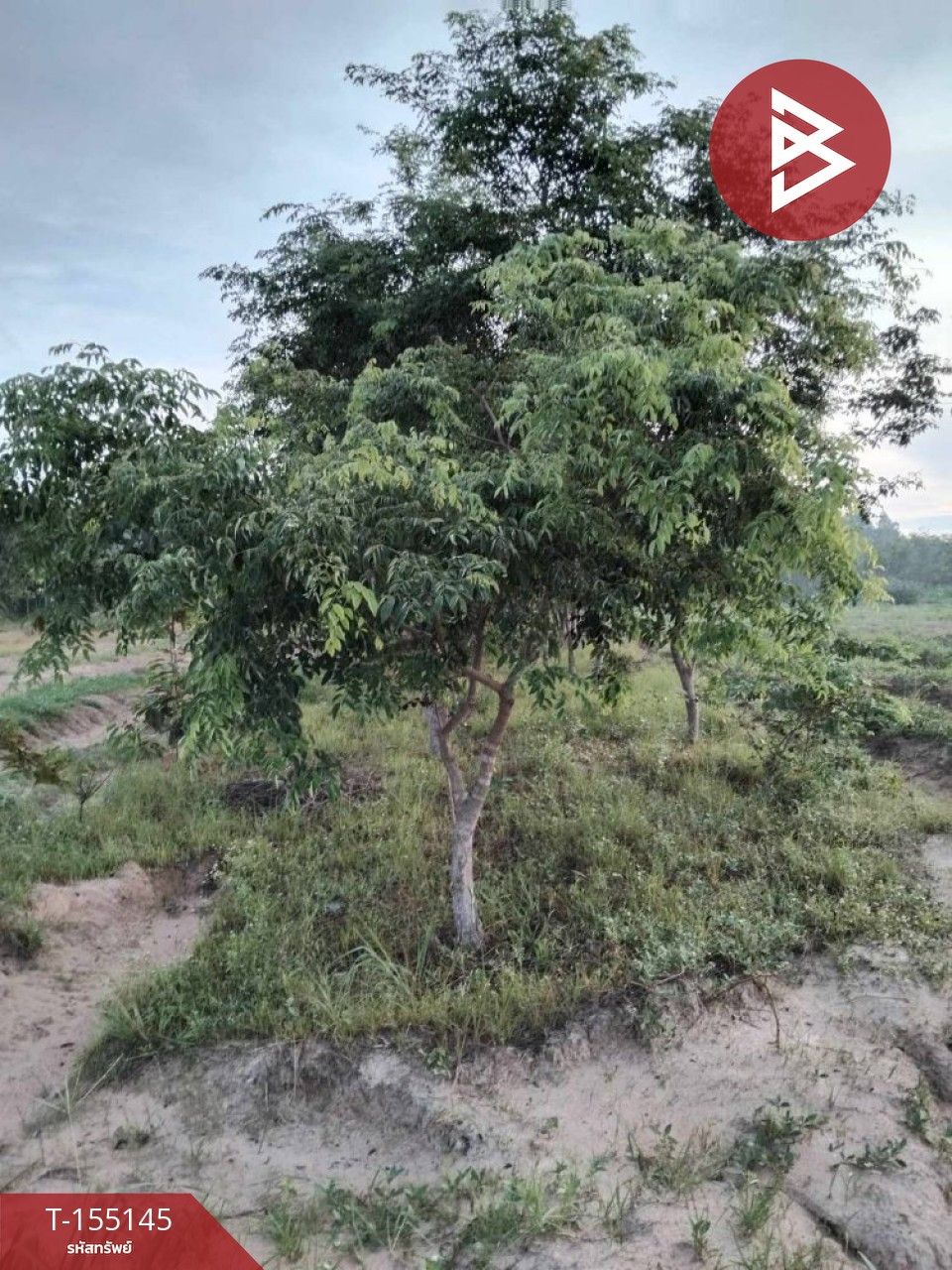ขายที่ดิน เนื้อที่ 27 ไร่ 2 งาน 80 ตร.วา เขื่องใน อุบลราชธานี