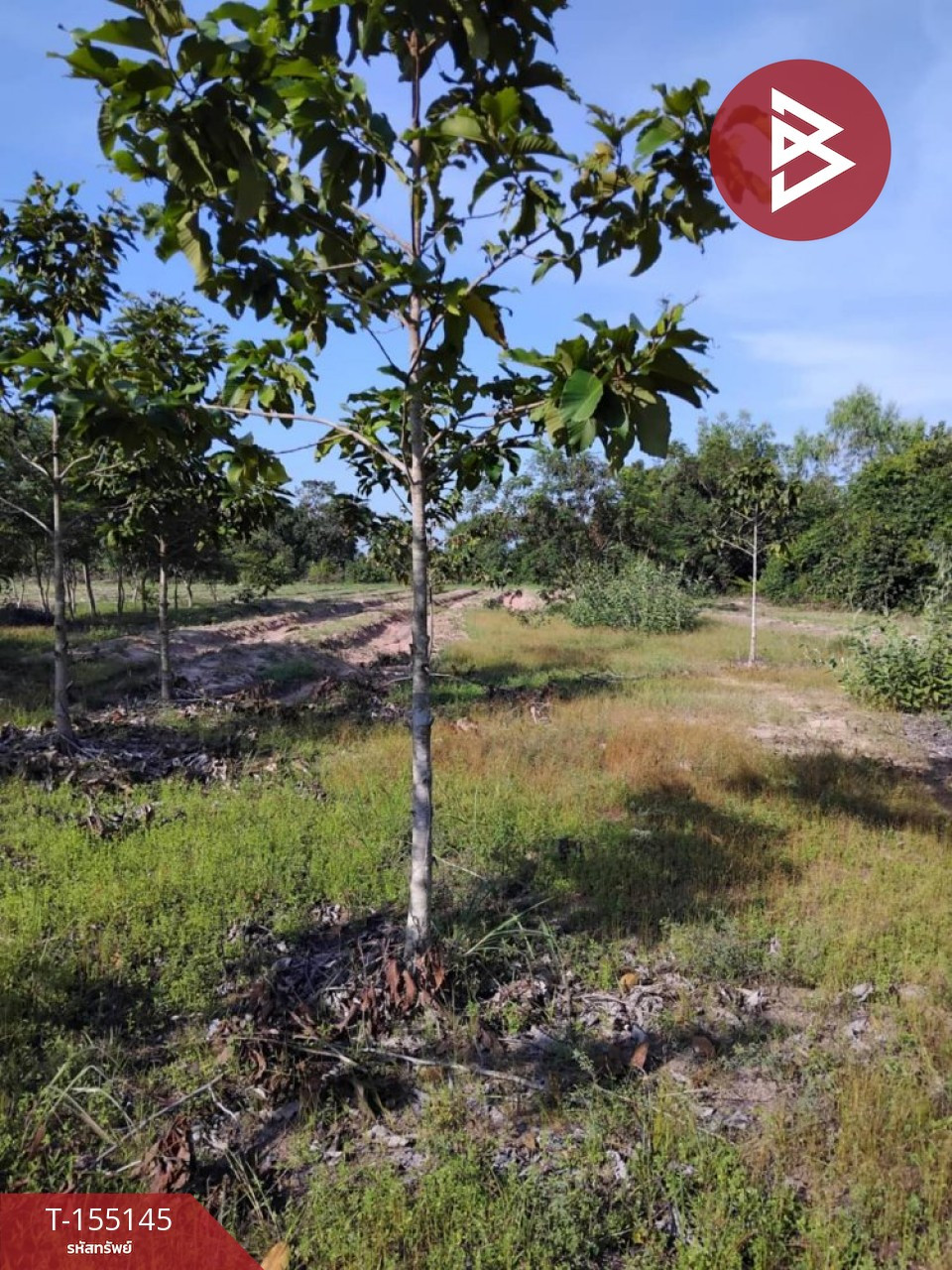 ขายที่ดิน เนื้อที่ 27 ไร่ 2 งาน 80 ตร.วา เขื่องใน อุบลราชธานี